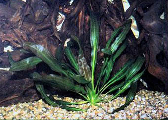 Echinodorus Brown Pattern